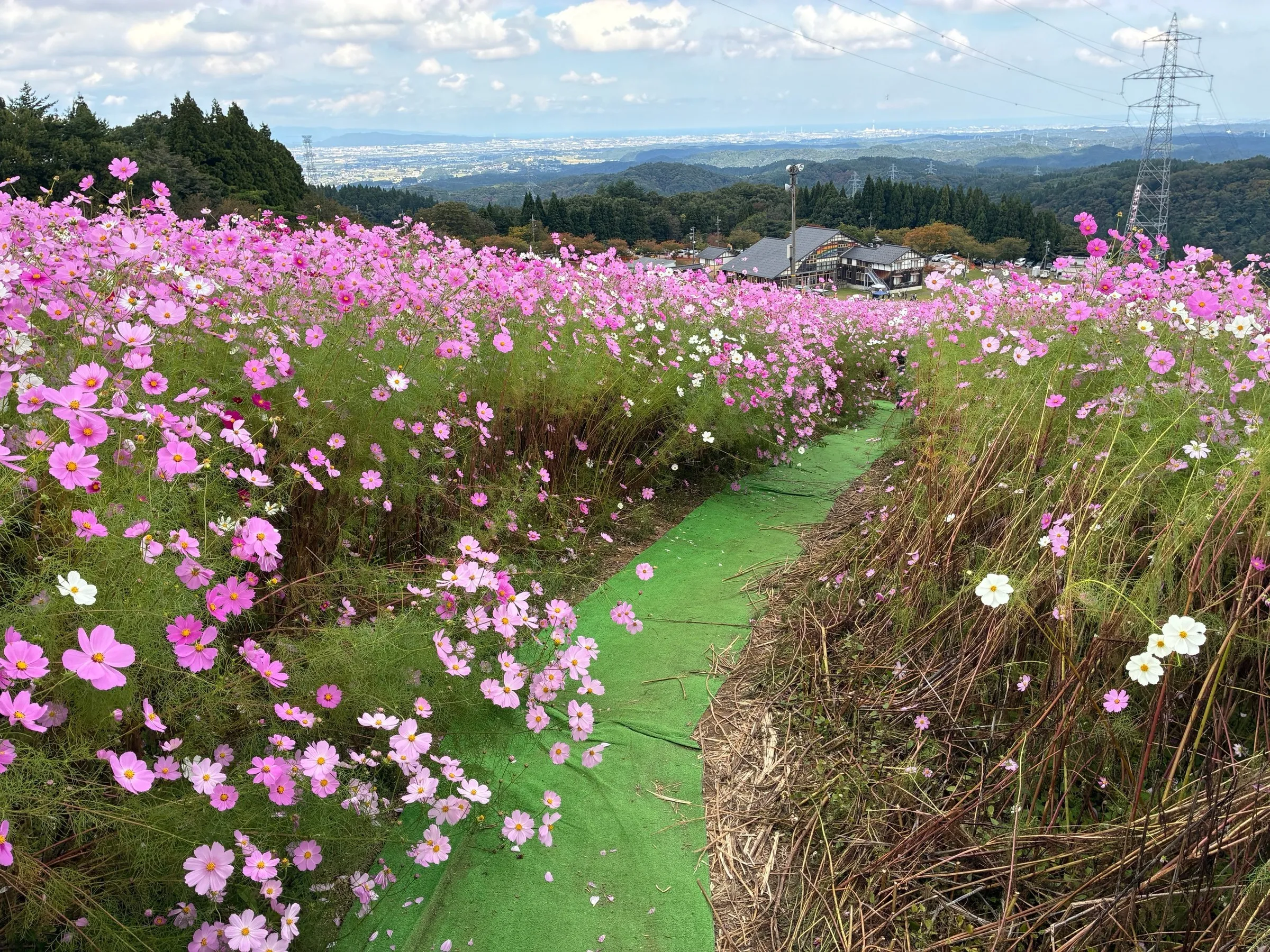 となみ夢の平スキー場（コスモス畑）の写真 1枚目