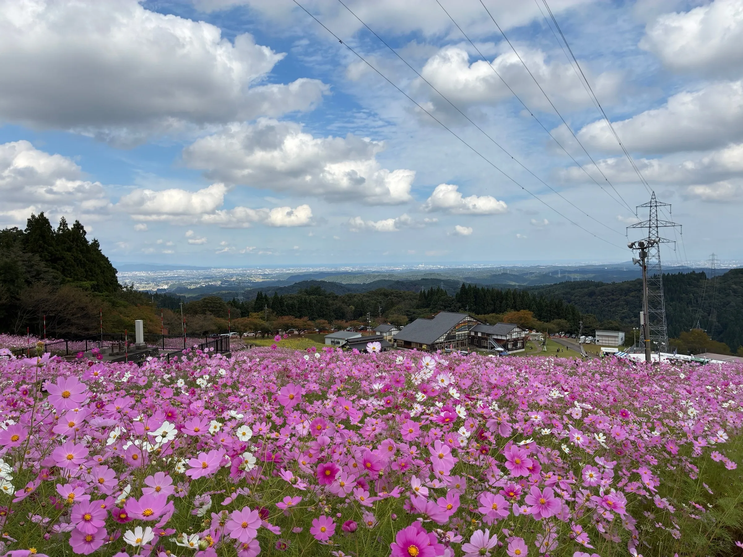 となみ夢の平スキー場（コスモス畑）の写真 2枚目