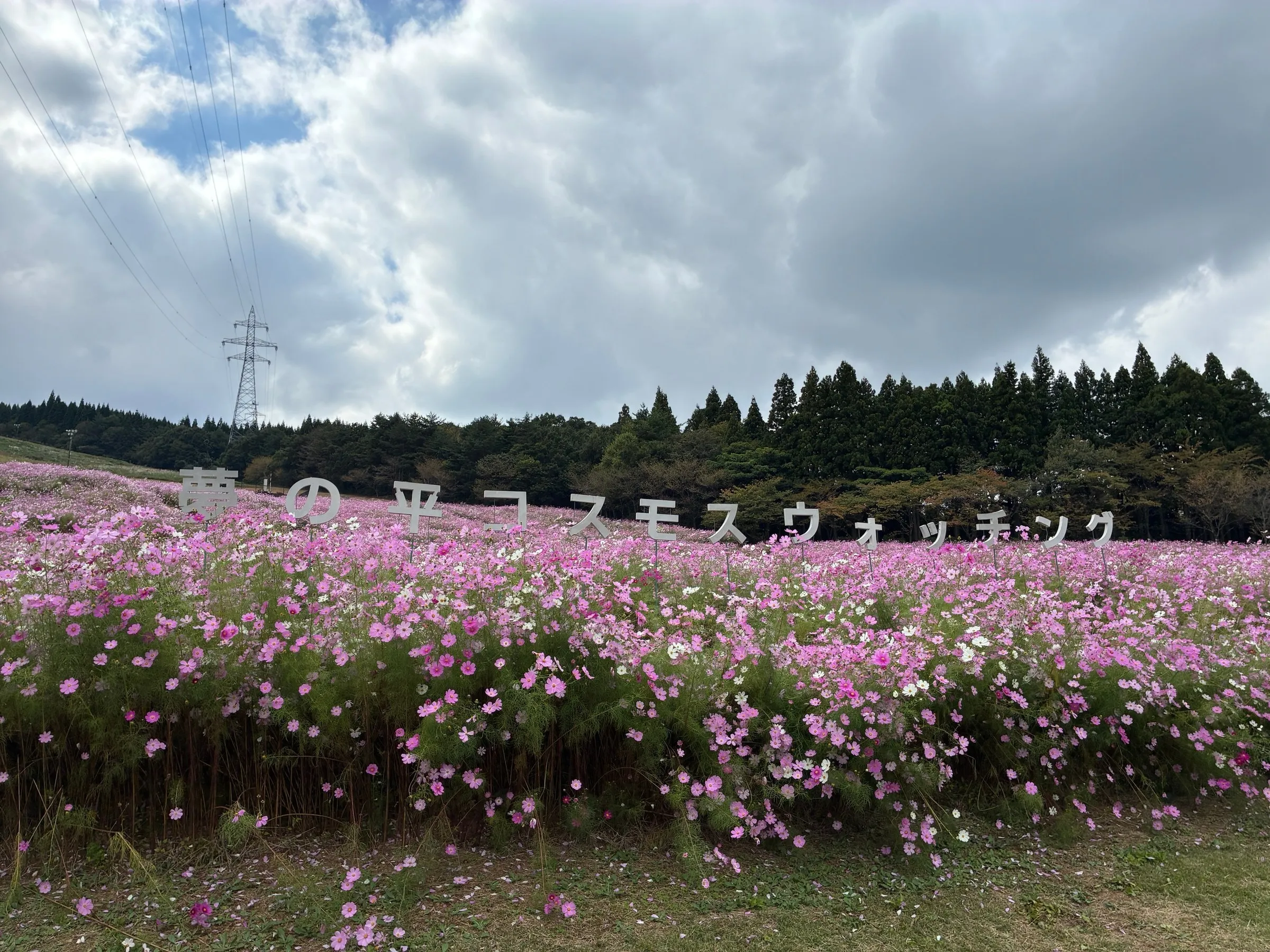 となみ夢の平スキー場（コスモス畑）の写真 4枚目
