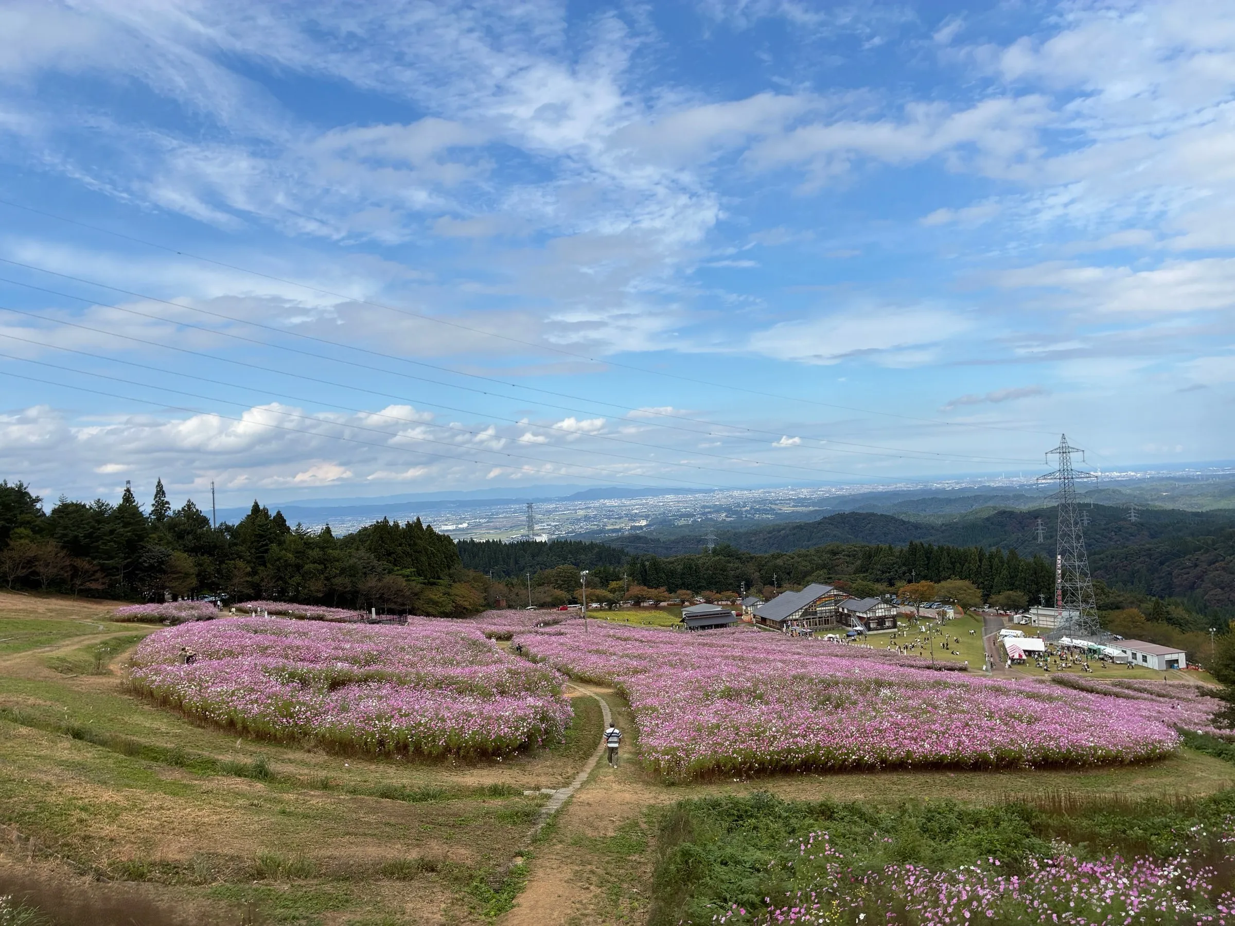 となみ夢の平スキー場（コスモス畑）の写真