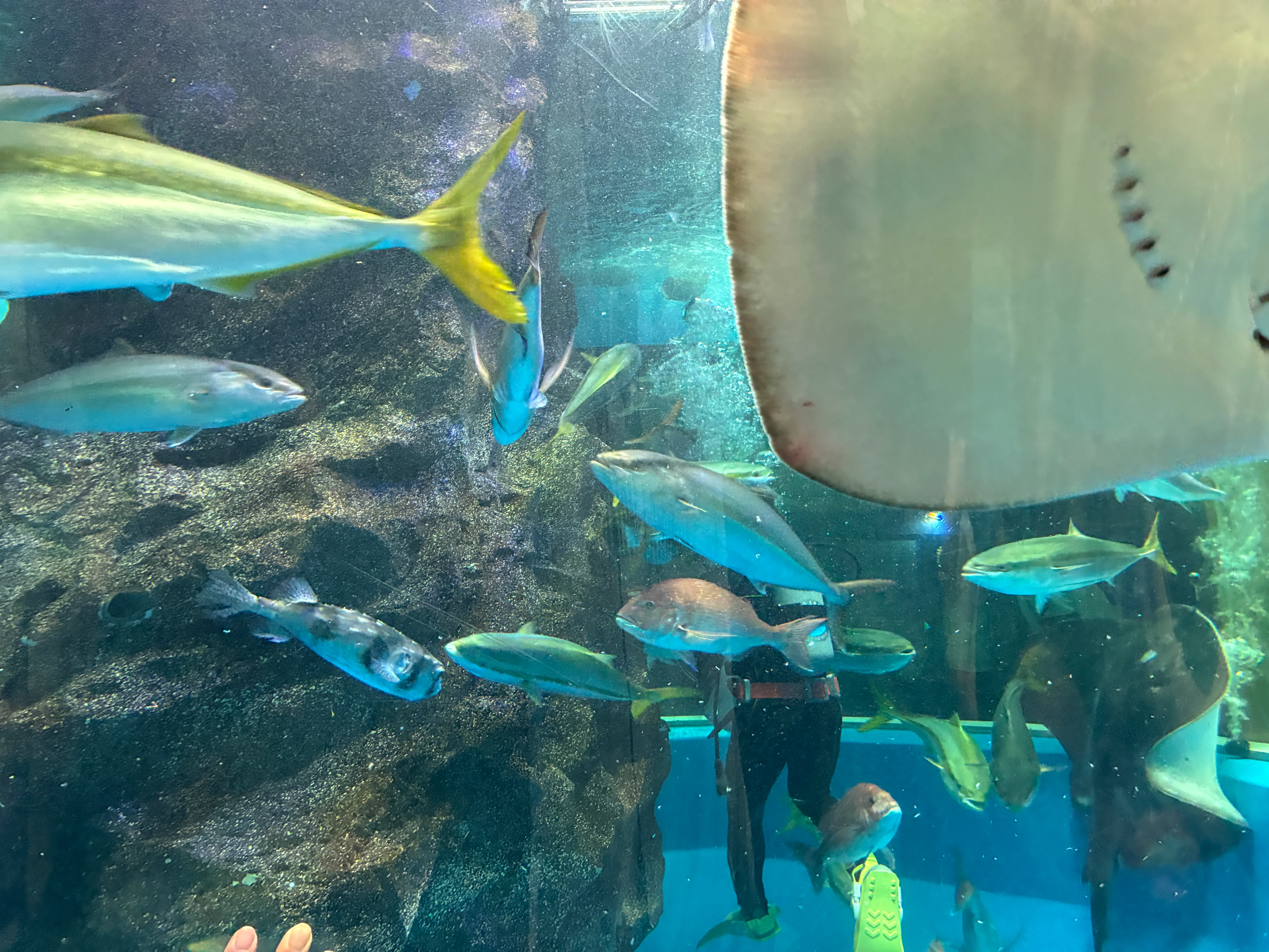 魚津水族館の写真 1枚目