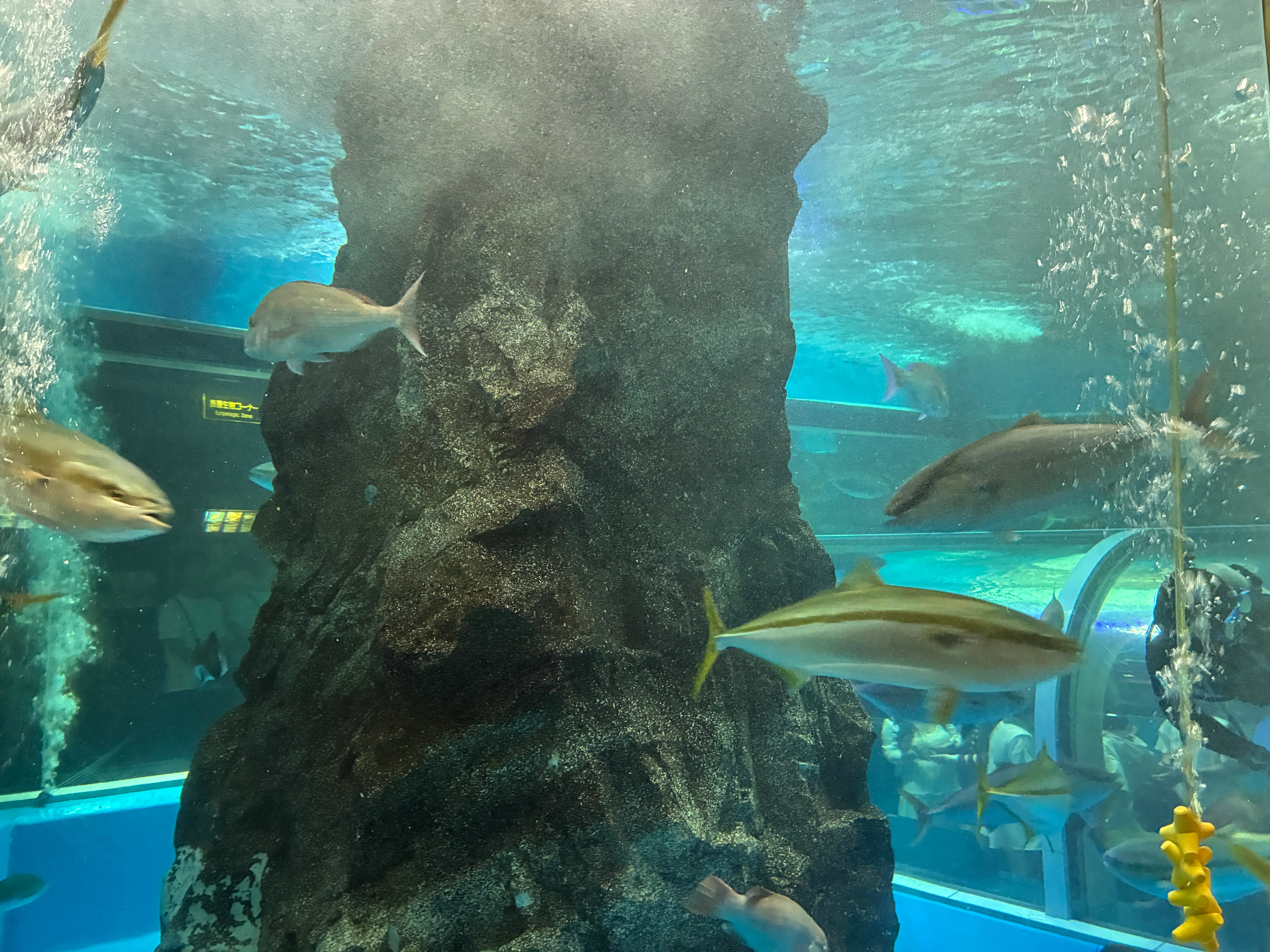 魚津水族館の写真 2枚目